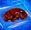 Zestaw naukowy Crazy Science Slime Kameleon Zestaw naukowy Crazy Science Slime Kameleon